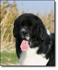 Real Letters Bee Pollen for Dogs KozakC