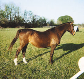 Real Letters Garlic for Horses 2012 Womble D